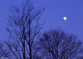 شب درخت و ماه